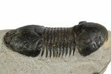Bargain Paralejurus Trilobite Fossils - 2 to 3" - Photo 11